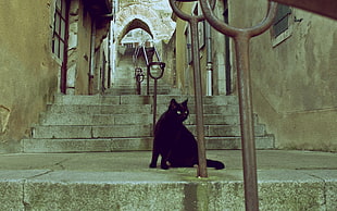 black fur cat sitting under a railing of a stairway