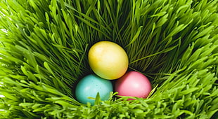 three yellow, green, and pink bird eggs in green grass