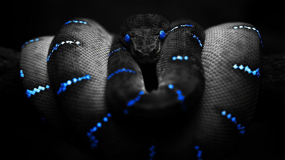 blue and grey snake wallpaper, snake, selective coloring HD wallpaper