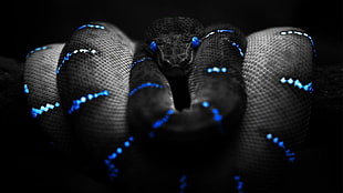 blue and grey snake wallpaper, snake, selective coloring