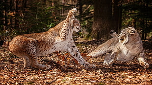 shallow focus photo of two leopards