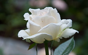 selective focus photography of white Rose flower