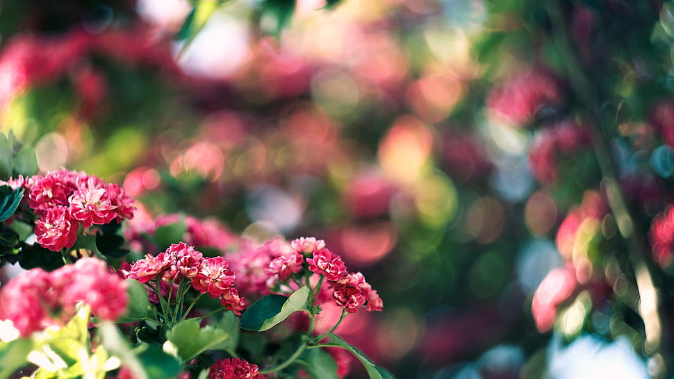 shallow focus photography of pink petaled flowers, bokeh, flowers, nature, depth of field HD wallpaper