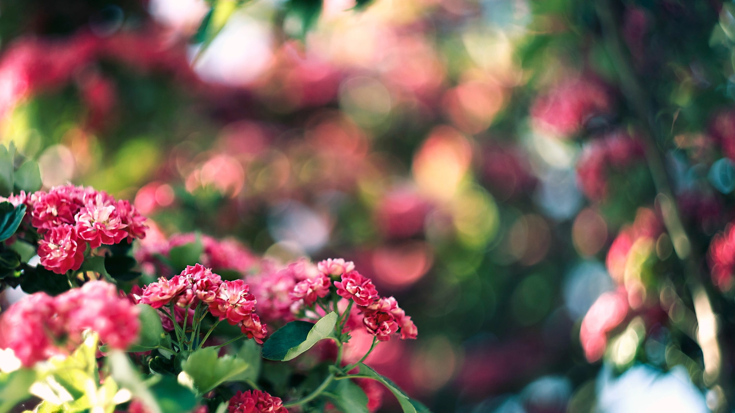 shallow focus photography of pink petaled flowers, bokeh, flowers, nature, depth of field