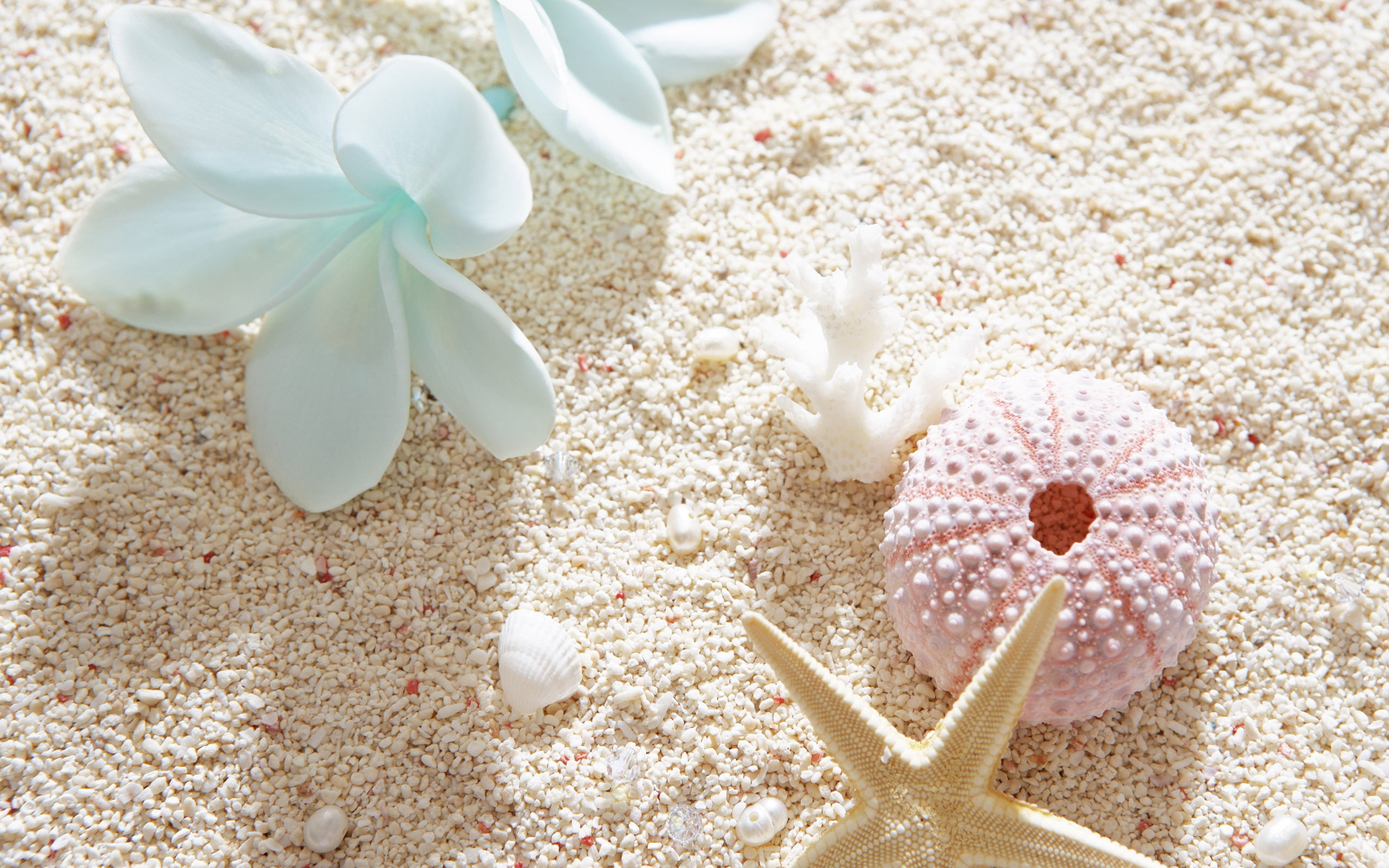 person taking photo of pink sea corral with star fish on white sand