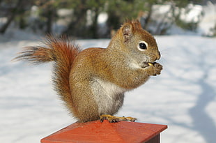 red squirrel on brown concrete post HD wallpaper