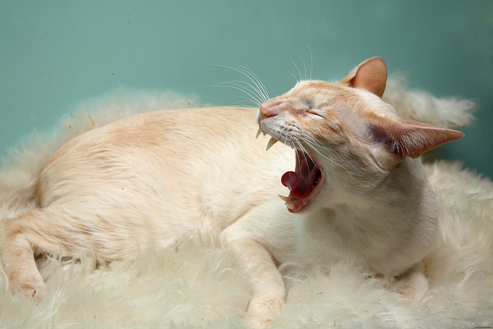 white and orange cat lying on white textile HD wallpaper