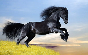 black and white horse figurine, animals, horse, Dark Horse HD wallpaper