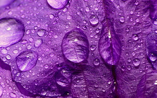macro photo of water on purple leaf