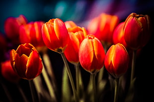 bed of red tulips HD wallpaper