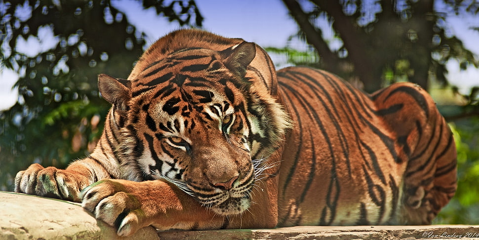 orange and black tiger on brown stone during daytime HD wallpaper