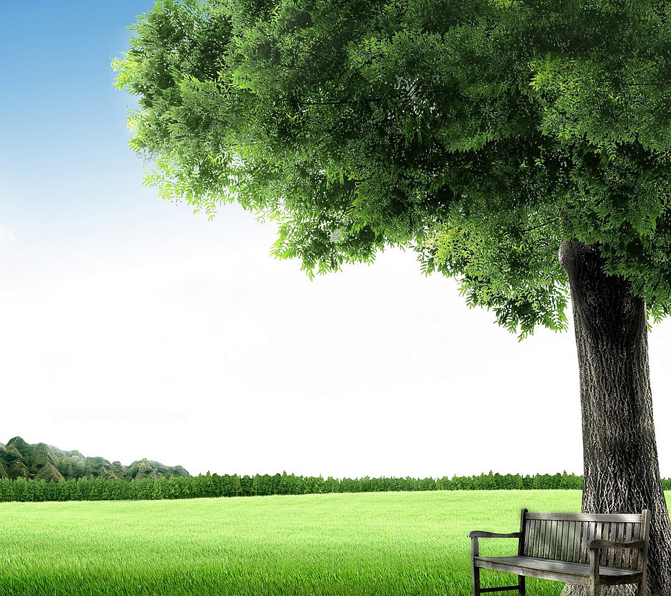 green leafed tree, nature HD wallpaper