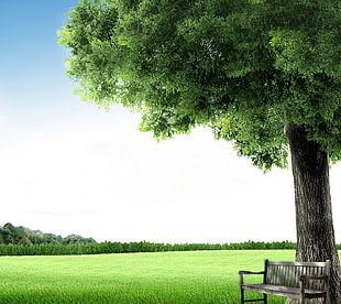 green leafed tree, nature