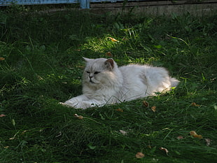 photo fo white himalayan cat on green grass field