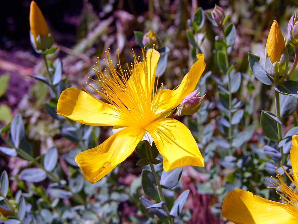 yellow flower HD wallpaper