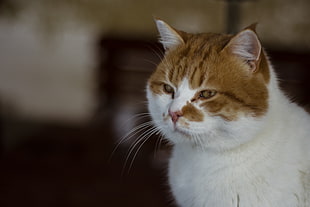 photography of brown and white cat
