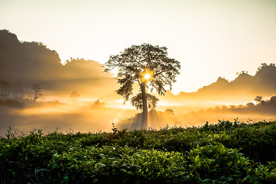 green leaf trees over mountain under cloudy sky during sunrise HD wallpaper