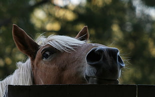 photo of horse face HD wallpaper