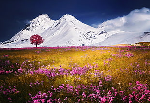 bed of pink flower with mountain