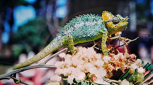 Chameleon,  Colorful,  Reptile HD wallpaper