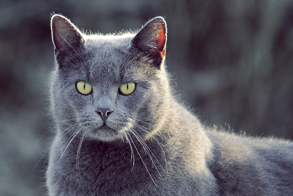 gray short-fur cat in closeup photography HD wallpaper