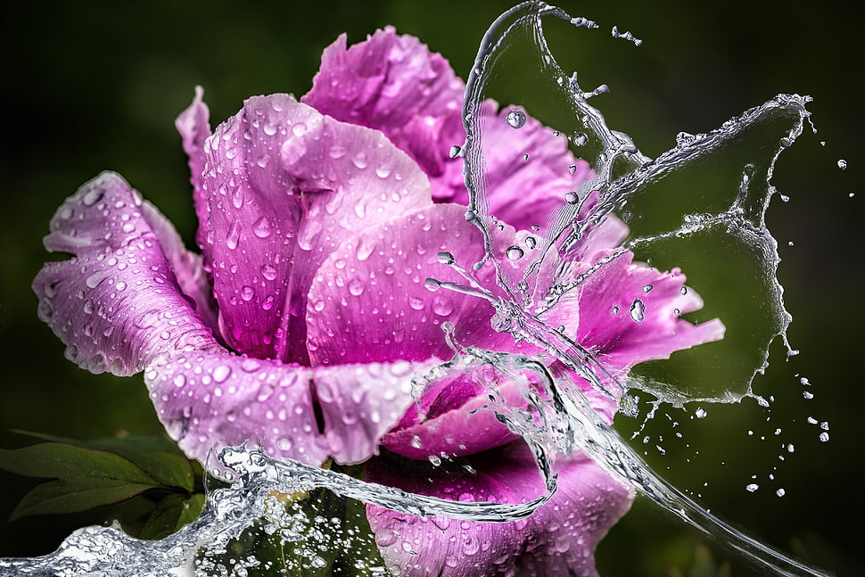 closeup photo of pink Rose flower at water splash HD wallpaper