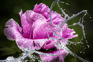 closeup photo of pink Rose flower at water splash