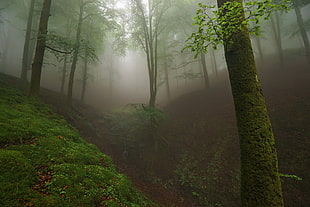 rain forest digital wallpaper, landscape, trees, mist, nature HD wallpaper
