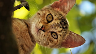 close-up photography of brown tabby kitten