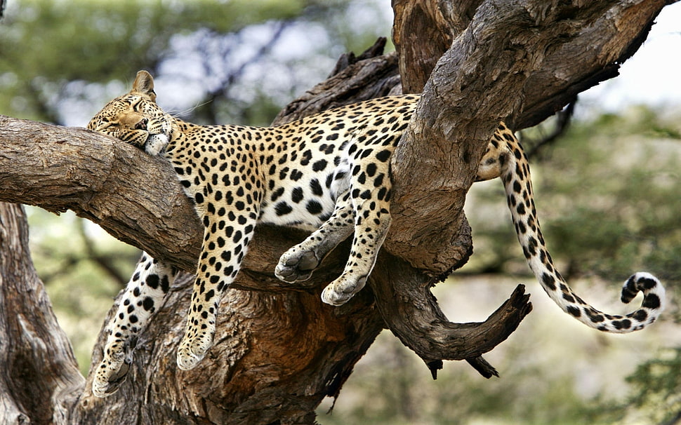 leopard sleeping on brown wooden branch during daytime HD wallpaper