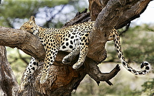 leopard sleeping on brown wooden branch during daytime