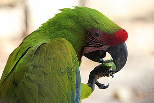 close up photo of green Macaw bird eating