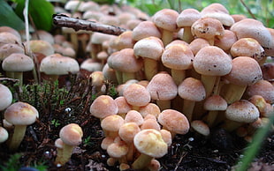 white-and-pink mushrooms on tree bark