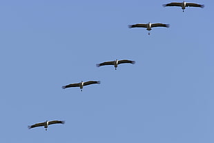 flock of White storks fly during daytime