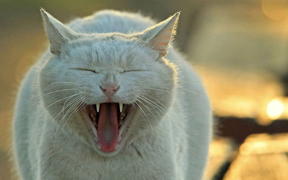 white cat, animals, cat HD wallpaper