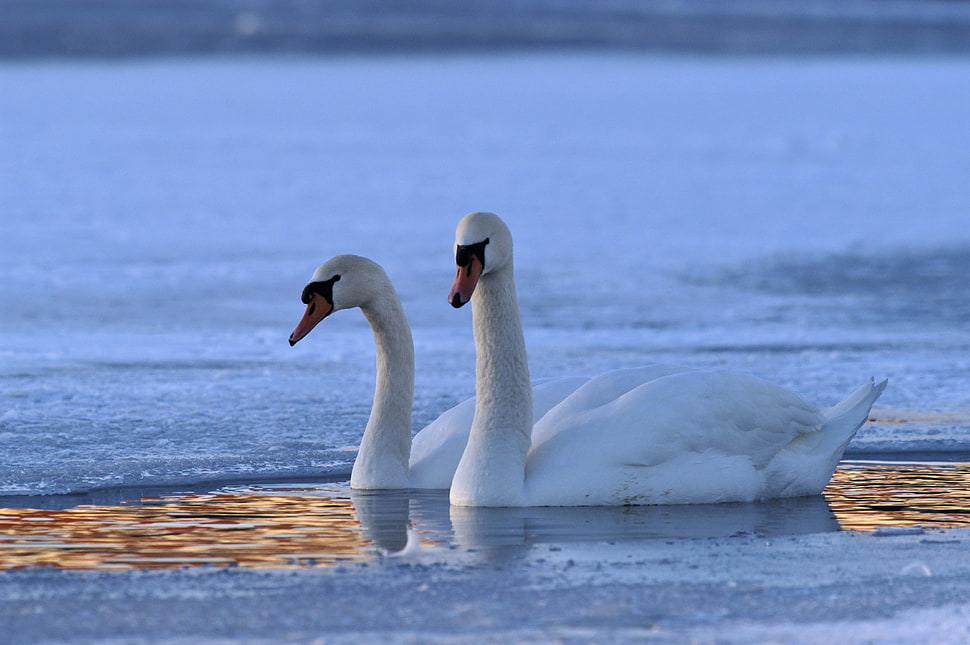 two Swans on body of water HD wallpaper