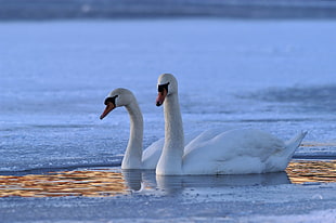 two Swans on body of water