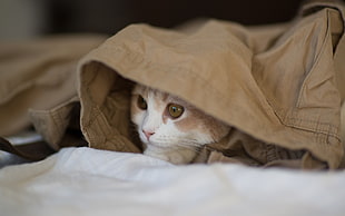 white and brown cat on brown textile