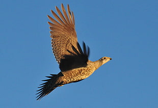 photo of brown bird flying, greater sage grouse, grouse