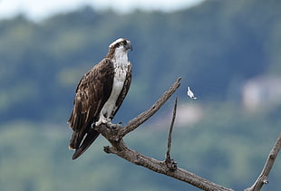 brown and white Eagle on top branch, osprey