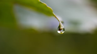 close-up photography of water droplet on leaf