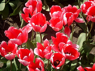 close up photo of red flowers during day time