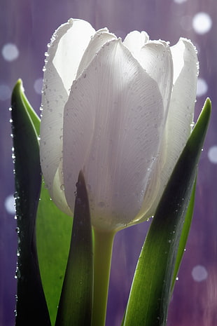 selective focus photography of white petaled flower with water dew