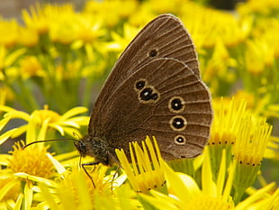 macro photo of a brown and black butterfly on yellow-petaled flowers, ringlet, aphantopus hyperantus