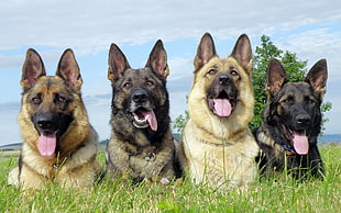 litter of adult German Shepherds