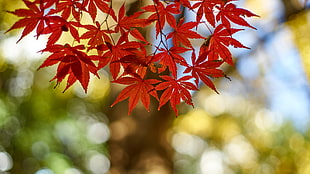 close up photography of maple leaves under blue sky during daytime