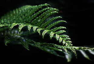 close up photo of green fern leaves