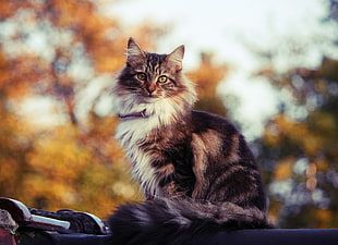 gray and black Tabby cat photography