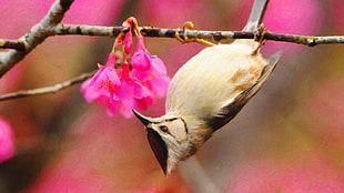 brown and white bird with bird, birds, painting, pink flowers, twigs HD wallpaper