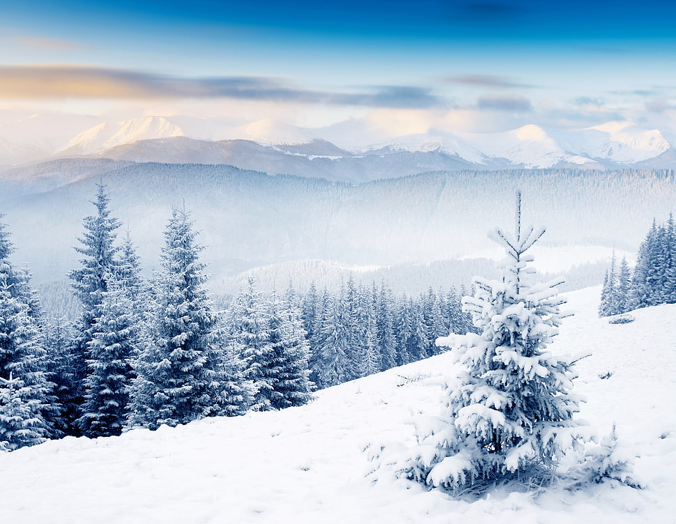 pine trees covered by snow HD wallpaper